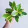 Calculate water needs of Peperomia 'Ginny'