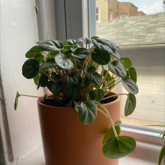 Silver Frost Peperomia plant in Chicago, Illinois