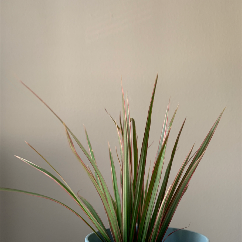 Dracaena marginata 'Bicolor' plant in a blue pot, appears healthy.