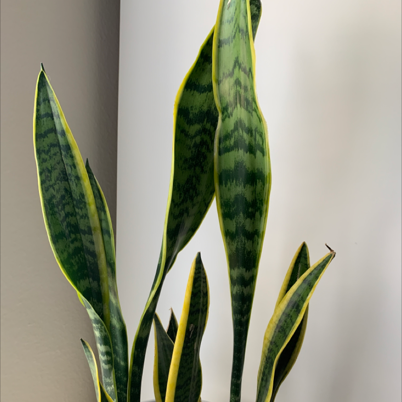 Photo of the plant species Variegated Snake Plant by Grace named Your plant on Greg, the plant care app