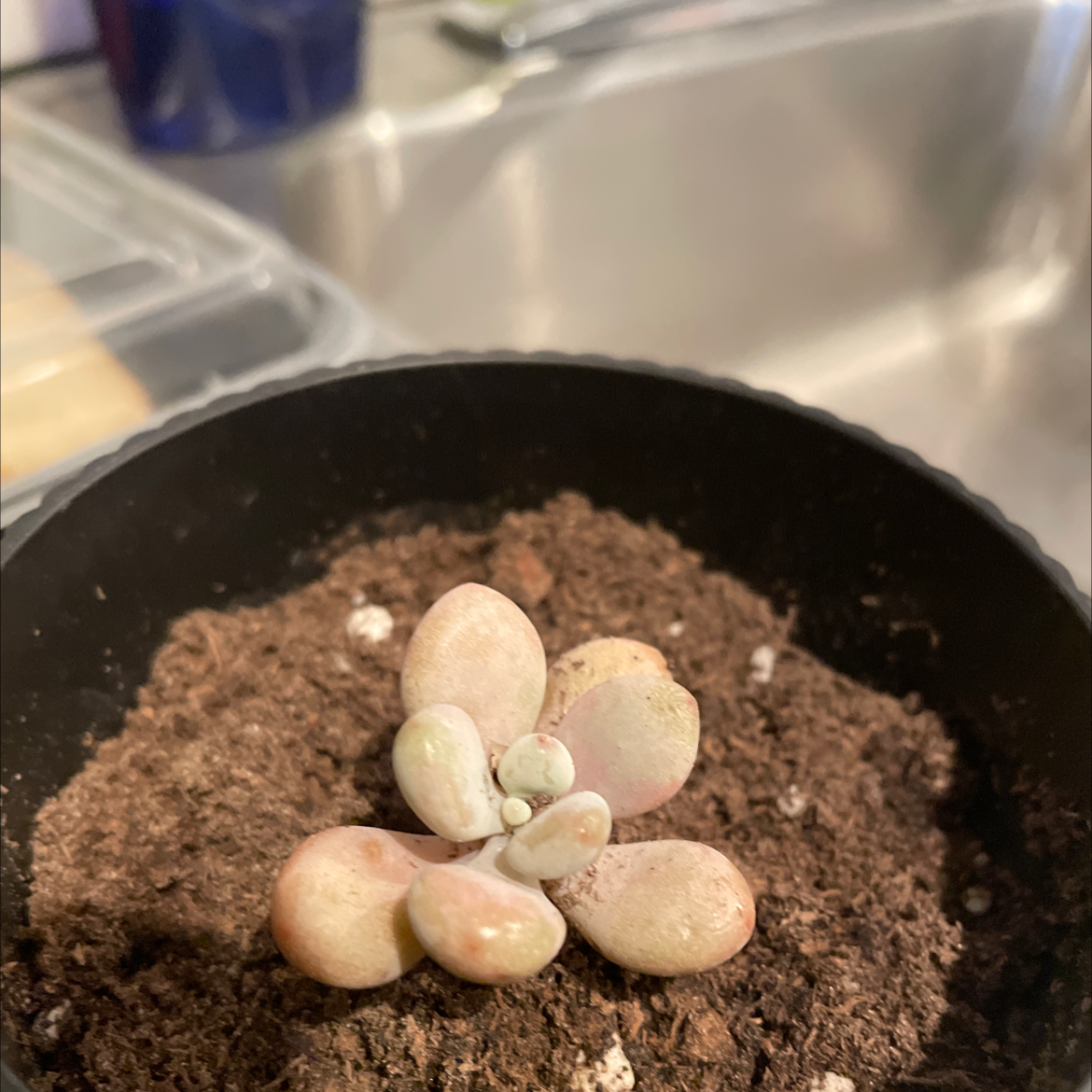 Pink Moonstones succulent plant in a pot with visible soil.
