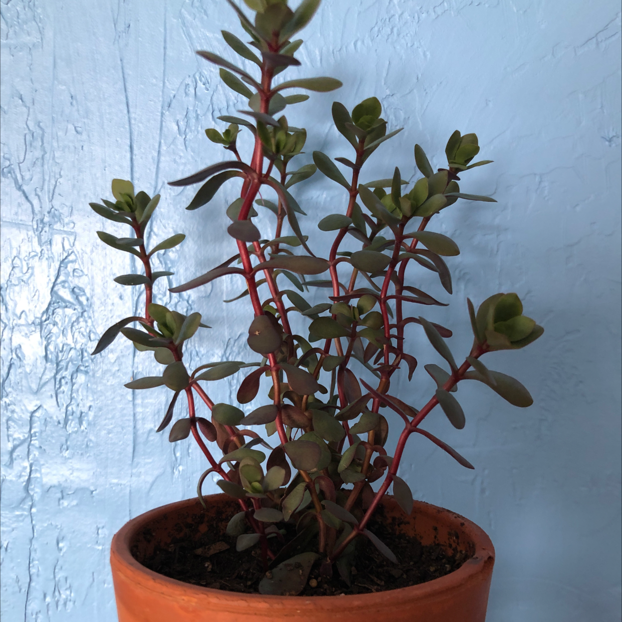 Rainbow Elephant Bush in a terracotta pot against a blue background.