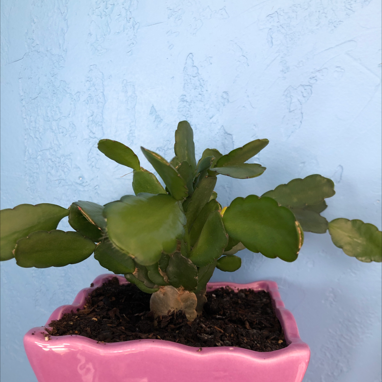 Easter Cactus in a pink pot with minor browning on leaf edges against a blue background.