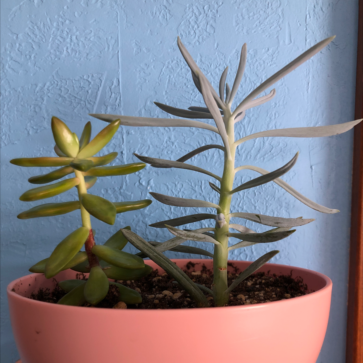 Two healthy succulent plants in a pink pot against a blue wall.
