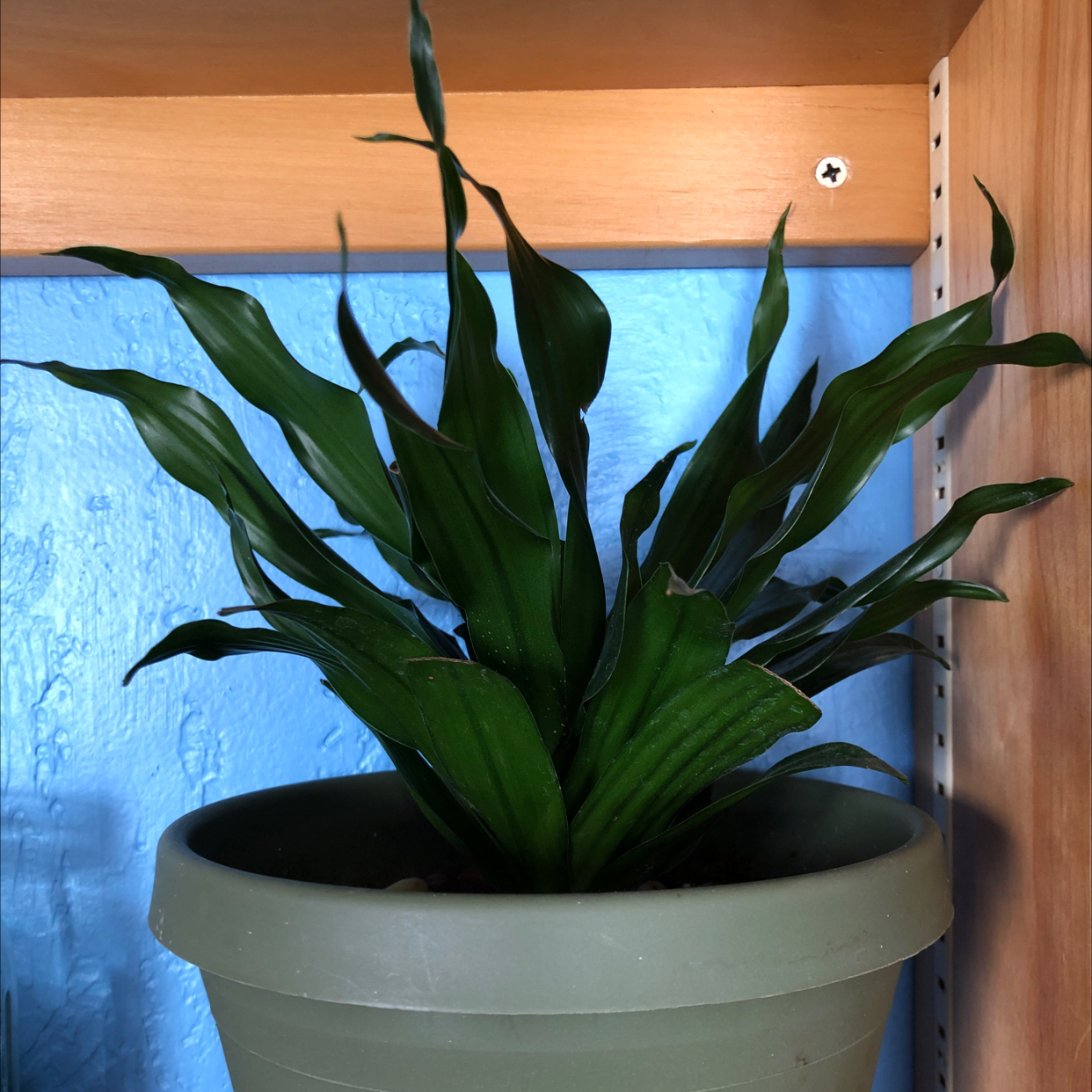 Dracaena 'Janet Craig Compacta' plant in a pot on a shelf, with healthy green leaves.