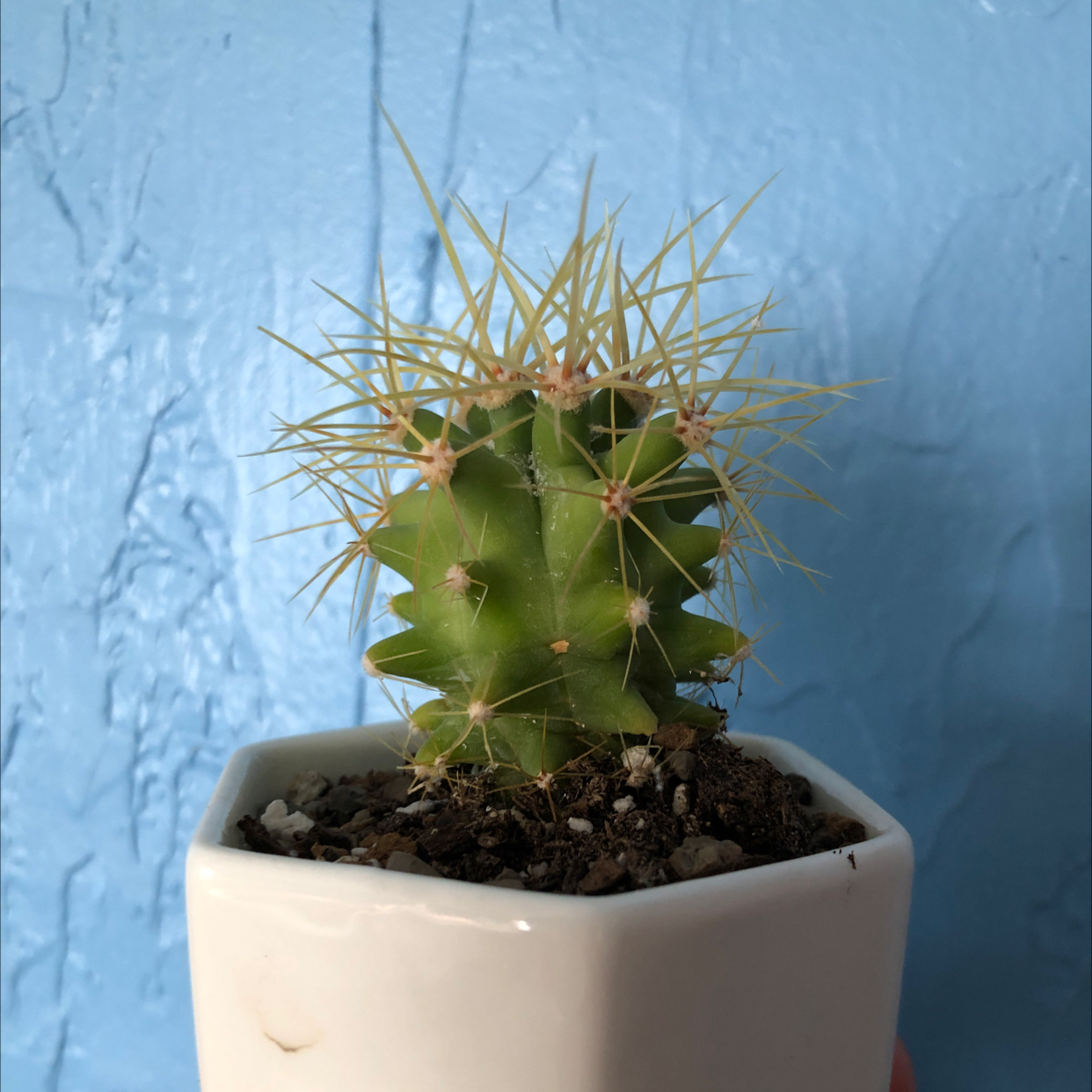 Healthy Simpson Hedgehog Cactus in a white ceramic pot, featuring dense yellow spines against vibrant green flesh.