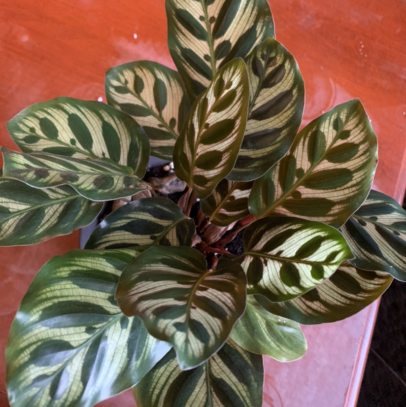 Cathedral Windows plant photo by @greenthumb777 named Papi on Greg, the plant care app.