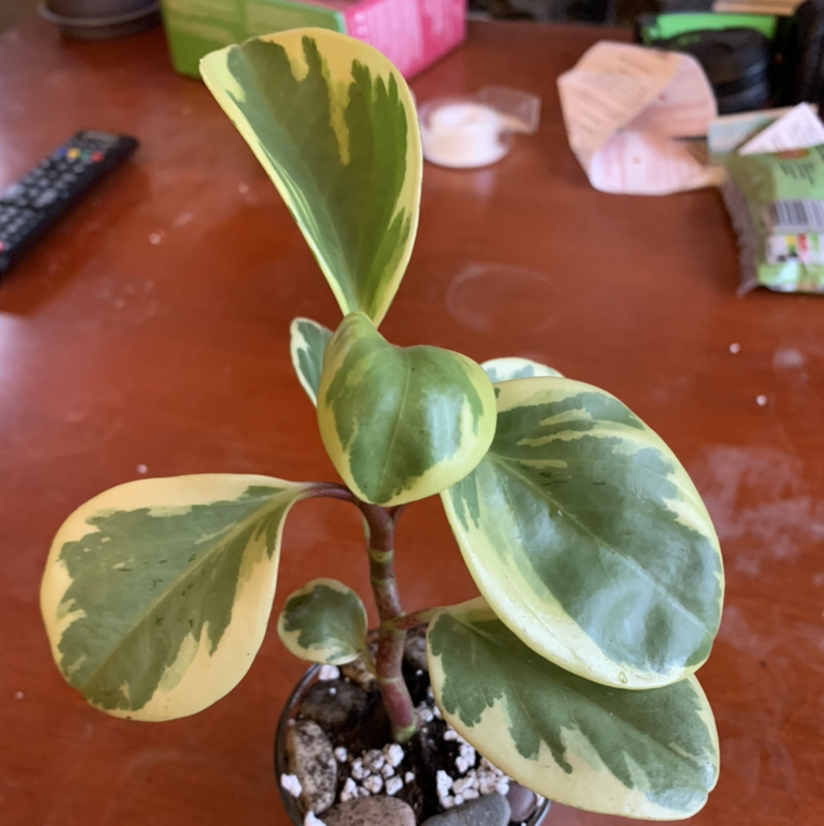 Baby Rubber Plant plant photo by @greenthumb777 named Babi on Greg, the plant care app.