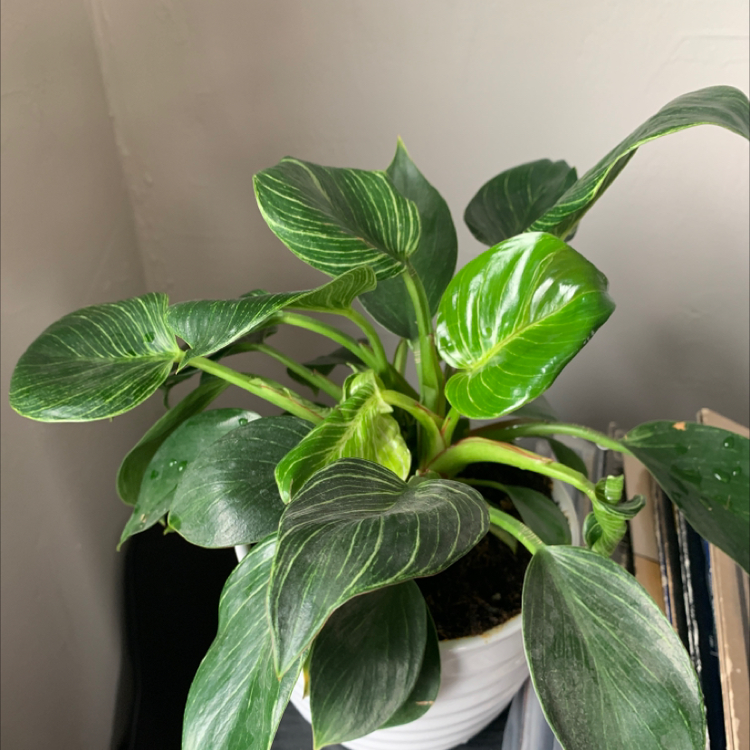 Philodendron 'Congo' plant in a white pot with healthy green leaves.