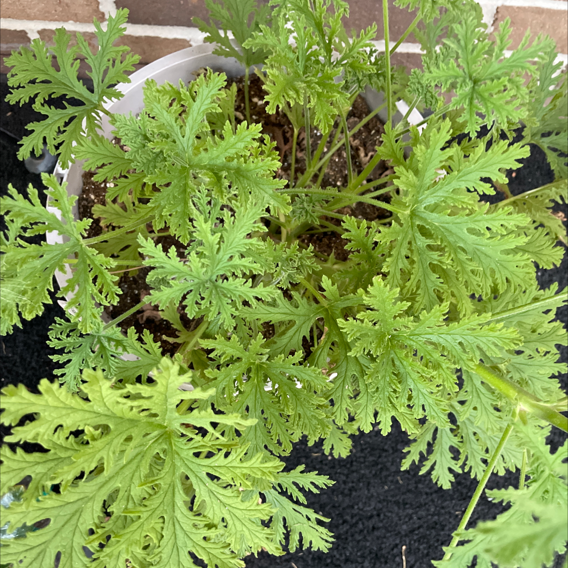 Healthy Citronella plant with vibrant green, deeply lobed leaves in a pot.
