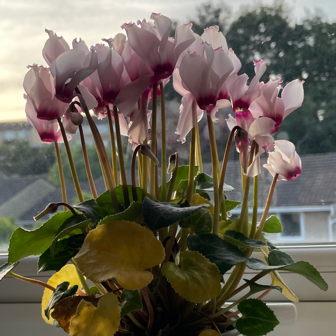 Photo of the plant species Persian Cyclamen by @superbloom named Sirius on Greg, the plant care app