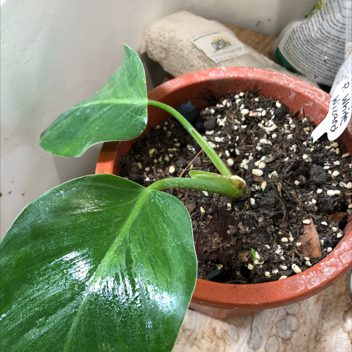 Philodendron 'White Wizard' plant in a pot with visible soil and healthy green leaves.