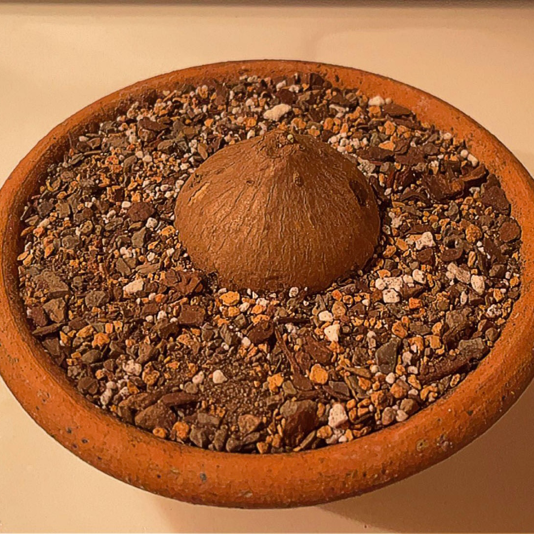 Potted Stephania erecta plant with a prominent caudex and well-draining soil.