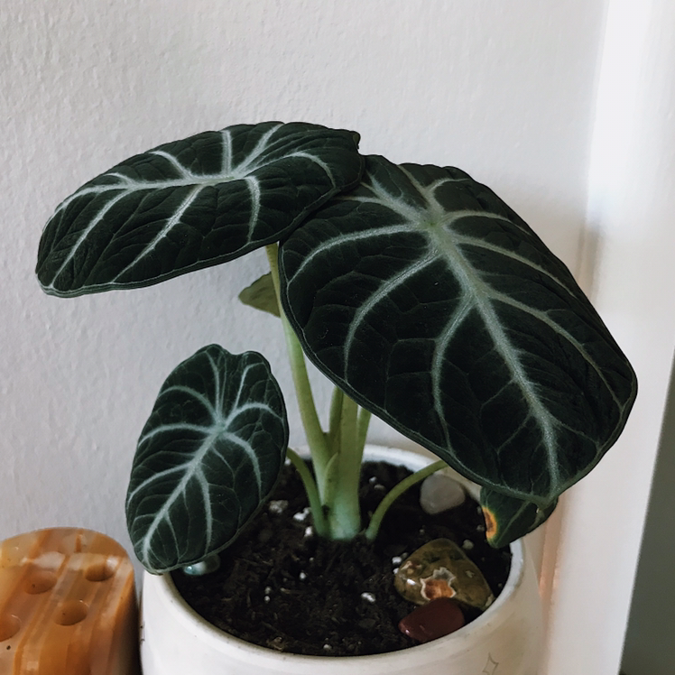 Photo of the plant species alocasia ninja by @meggarzito named Obsidion (Obi) on Greg, the plant care app