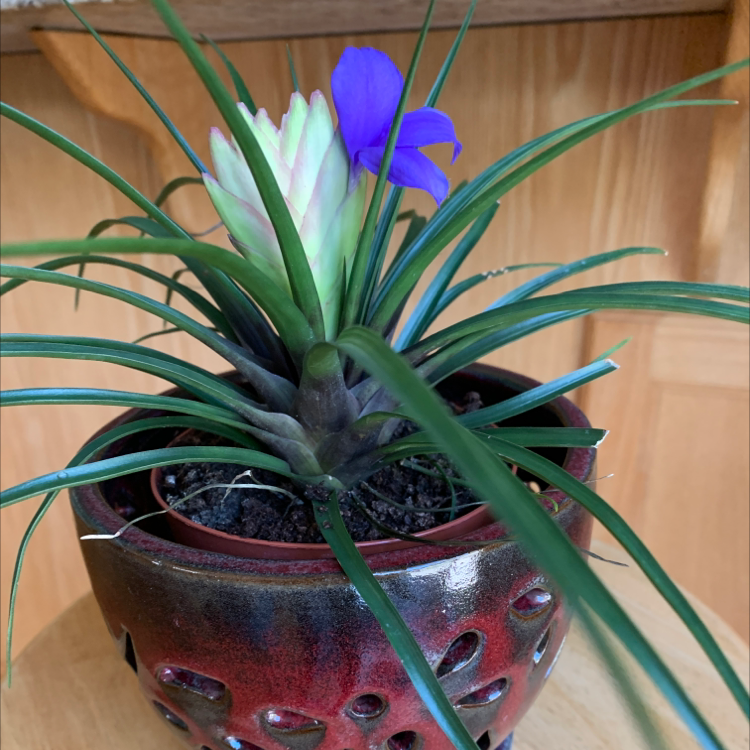 Pink Quill plant photo by @CellaKay named Spike Leaves on Greg, the plant care app.