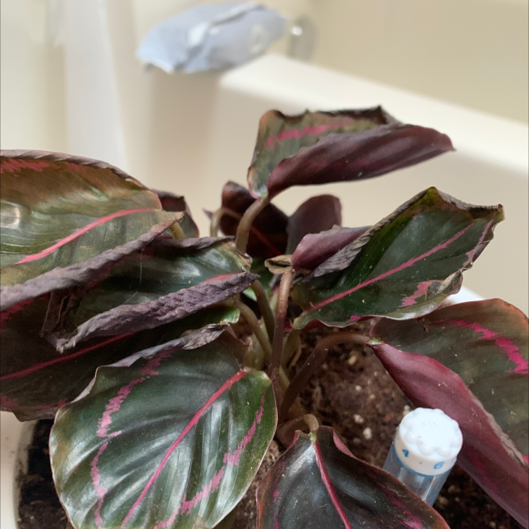 Rose Calathea plant photo by @CellaKay named Mochi on Greg, the plant care app.