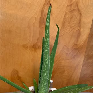 Aloe Vera plant in Lake Stevens, Washington