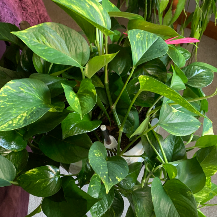 Taro Vine plant photo by @CellaKay named Planty on Greg, the plant care app.