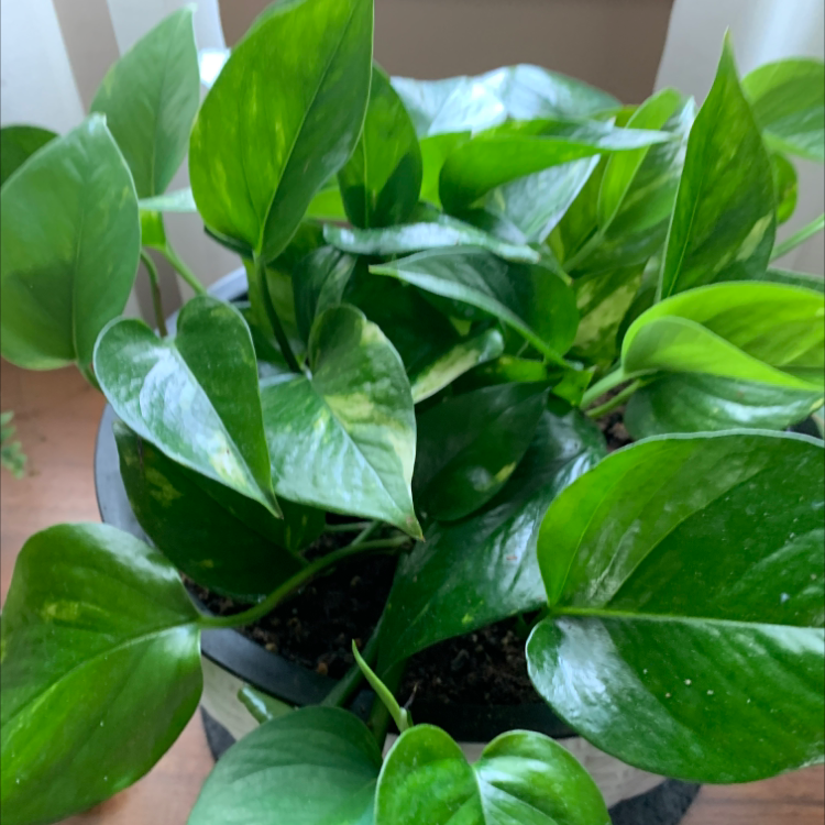 Taro Vine plant photo by @CellaKay named Delilah on Greg, the plant care app.