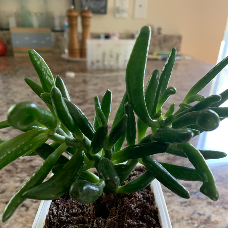 Lucky Plant plant photo by @CellaKay named Xena on Greg, the plant care app.