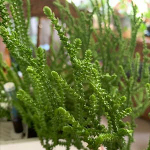 Rattail Crassula plant photo by @CellaKay named Huckleberry Fern on Greg, the plant care app.