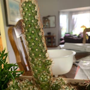 Lady Finger Cactus plant photo by Cellakay named Tree Diddy on Greg, the plant care app.