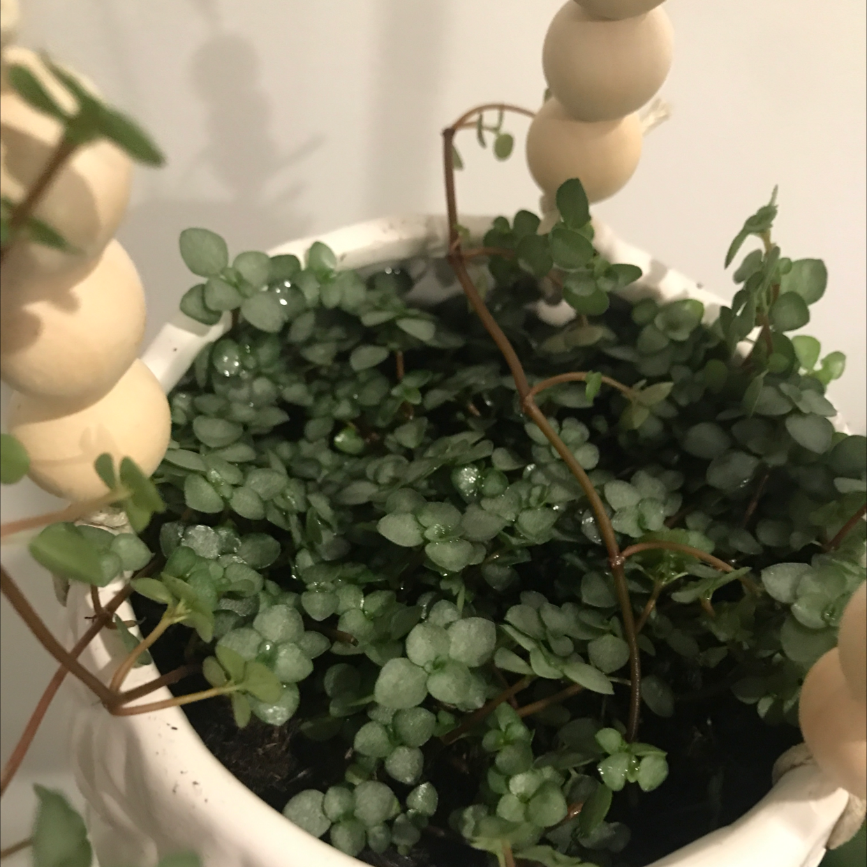 Photo of the plant species Silver Spa by @Brenotti named Planty on Greg, the plant care app