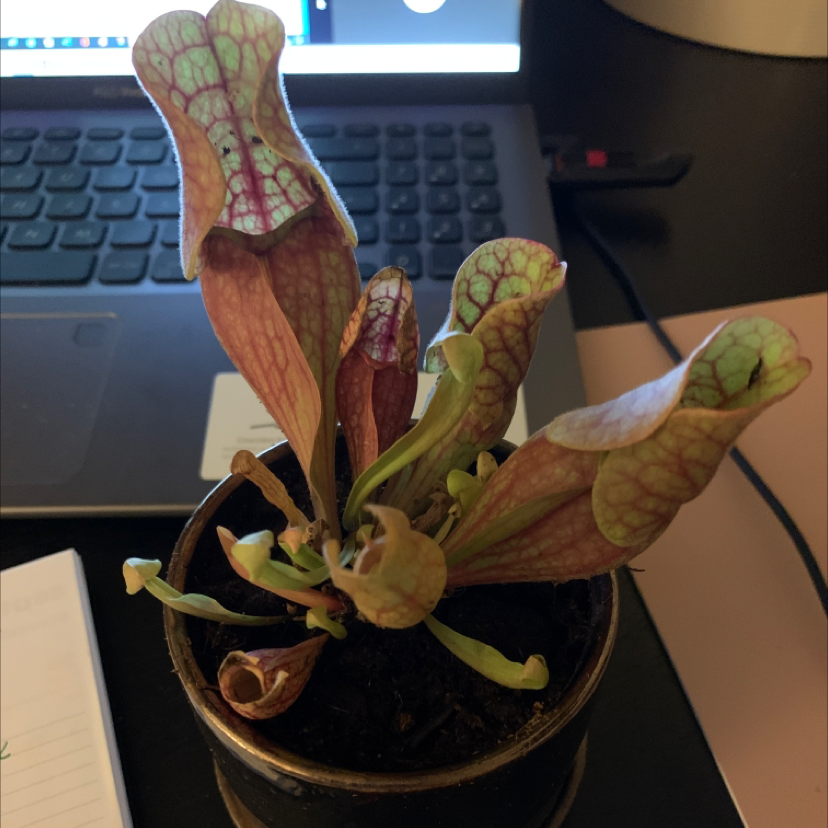 Purple Pitcher Plant in a pot, placed on a desk near a laptop.