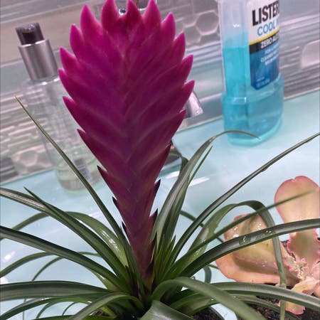 Photo of the plant species Pink Quill by Jako.bbbbb named shenyeng🤺 on Greg, the plant care app