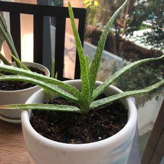 Aloe vera plant in Miami, Florida