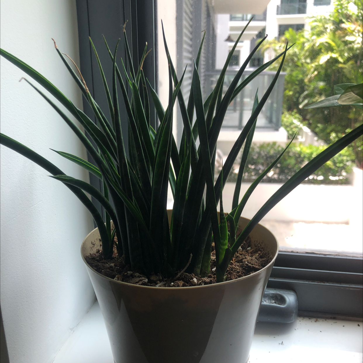 Cylindrical Snake Plant on a windowsill in a pot, appears healthy.