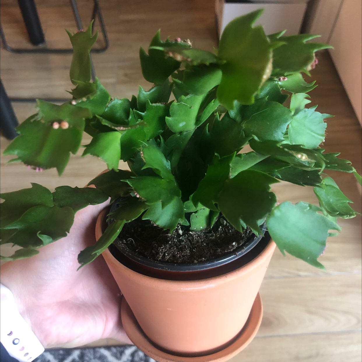 false Christmas Cactus in a terracotta pot, held by a hand, with visible soil.