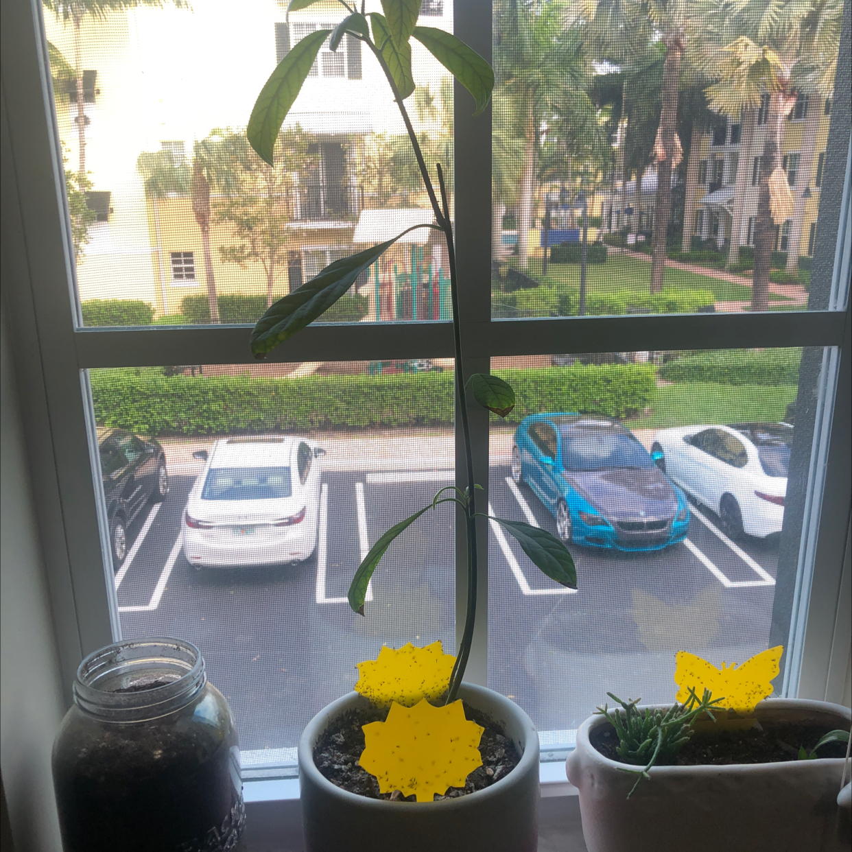 A young potted avocado plant on an indoor windowsill, with pale leaves indicating possible health issues.