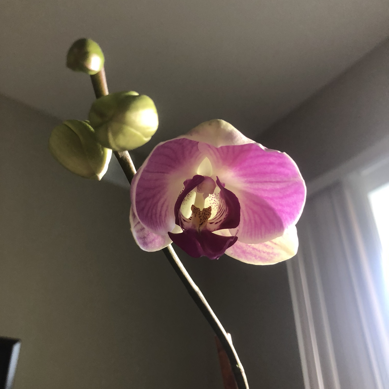 Phalaenopsis Orchid with a single flower and several buds.
