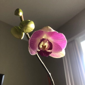 Phalaenopsis Orchid plant in Miami, Florida