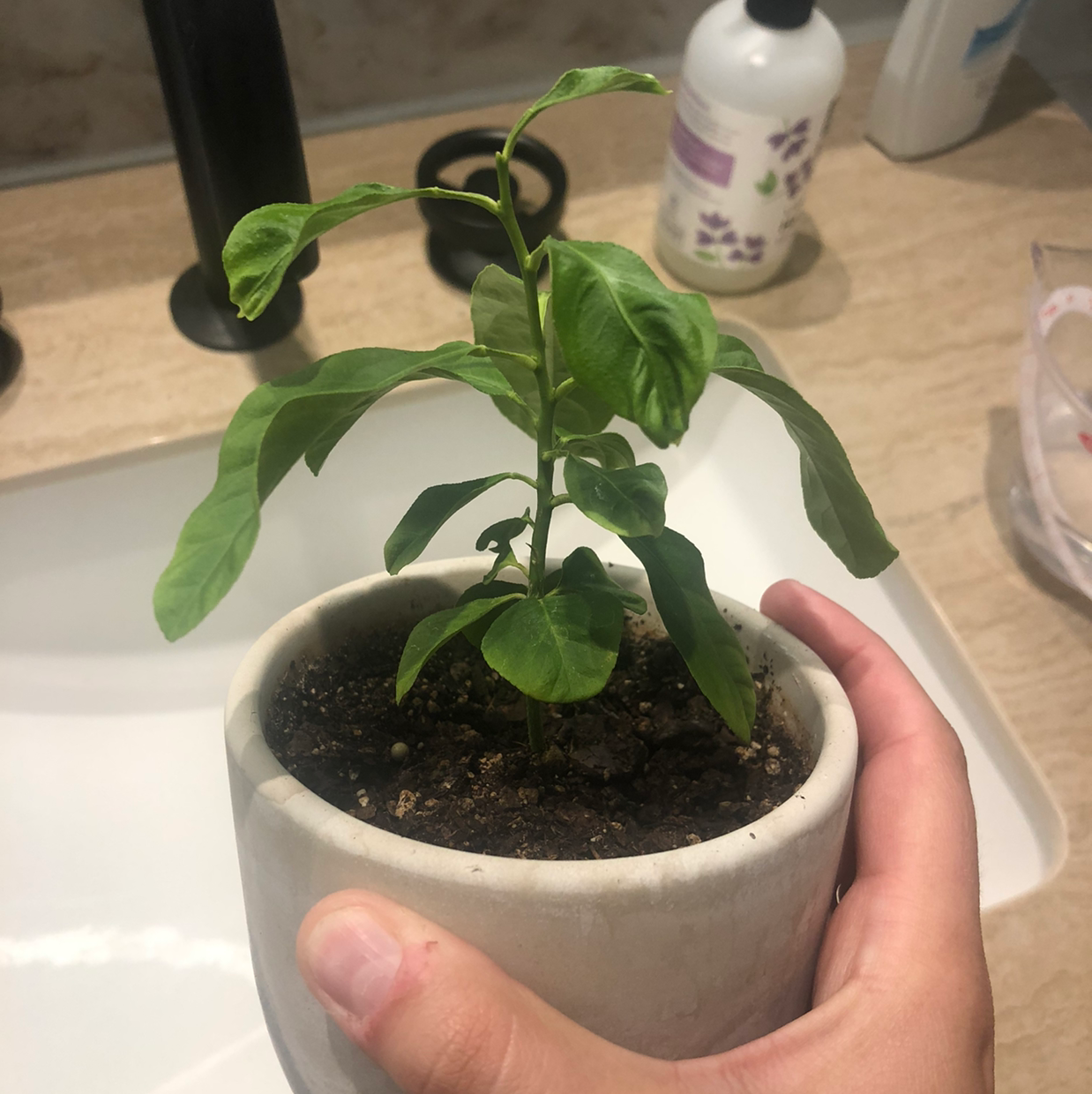 Diagnosing Meyer Lemon Tree Root Rot