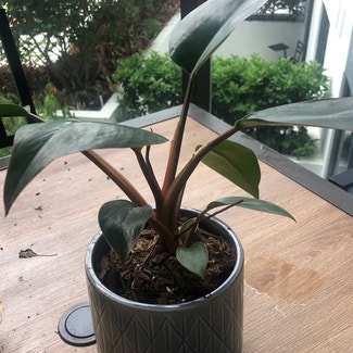 Philodendron 'Red Congo' plant in Miami, Florida