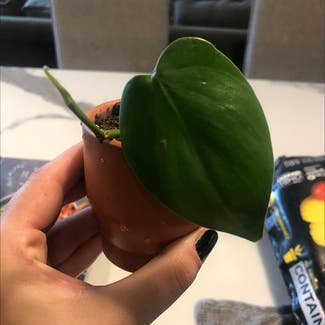 Heartleaf Philodendron plant in Miami, Florida