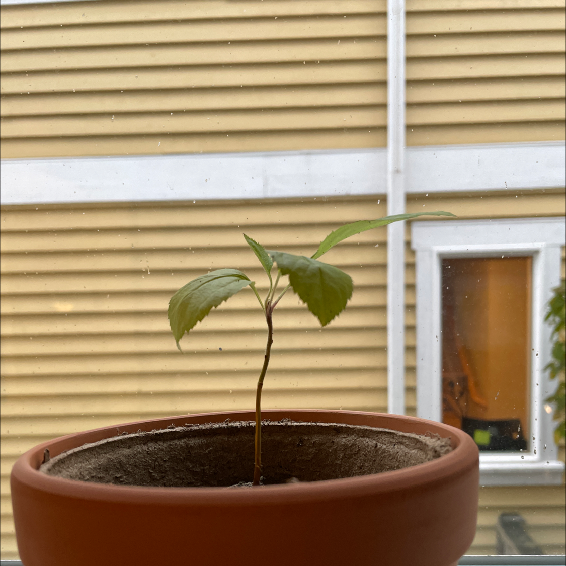 Young Virginia Creeper plant in a terracotta pot on a windowsill.