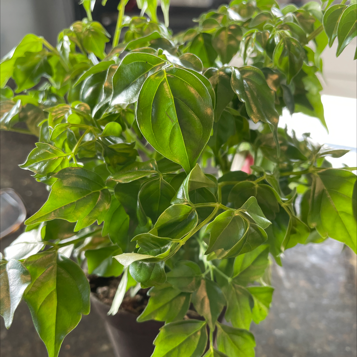 Healthy, thriving China Doll plant with lush green pinnate leaves, well-centered in image but cut off slightly at top.