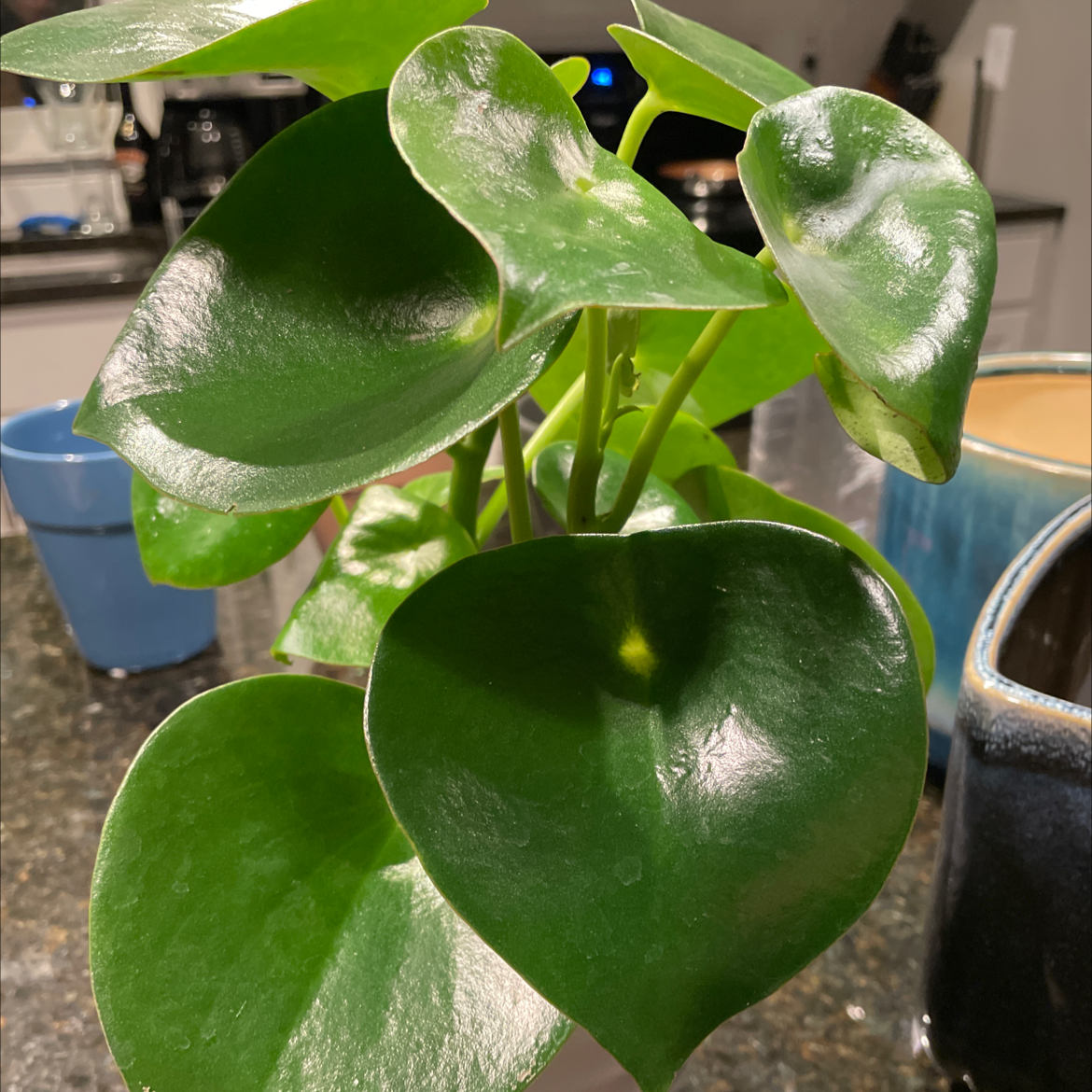 Raindrop Peperomia plant with glossy green leaves and a slight yellow spot on one leaf.