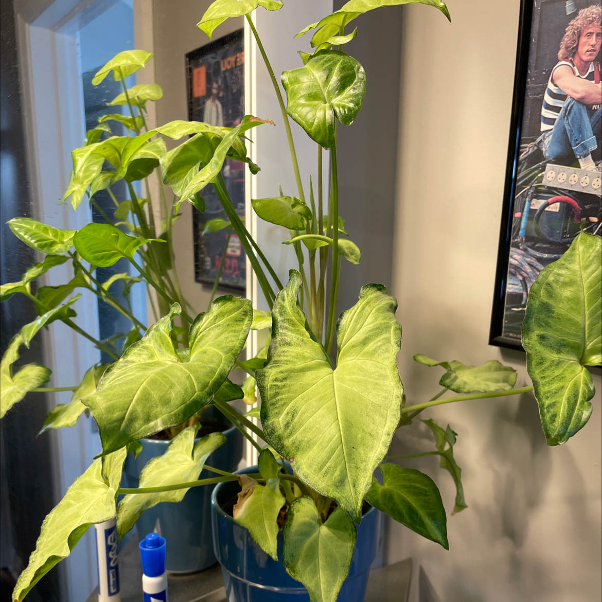 Red Heart plant photo by @Slimshady named Lola on Greg, the plant care app.