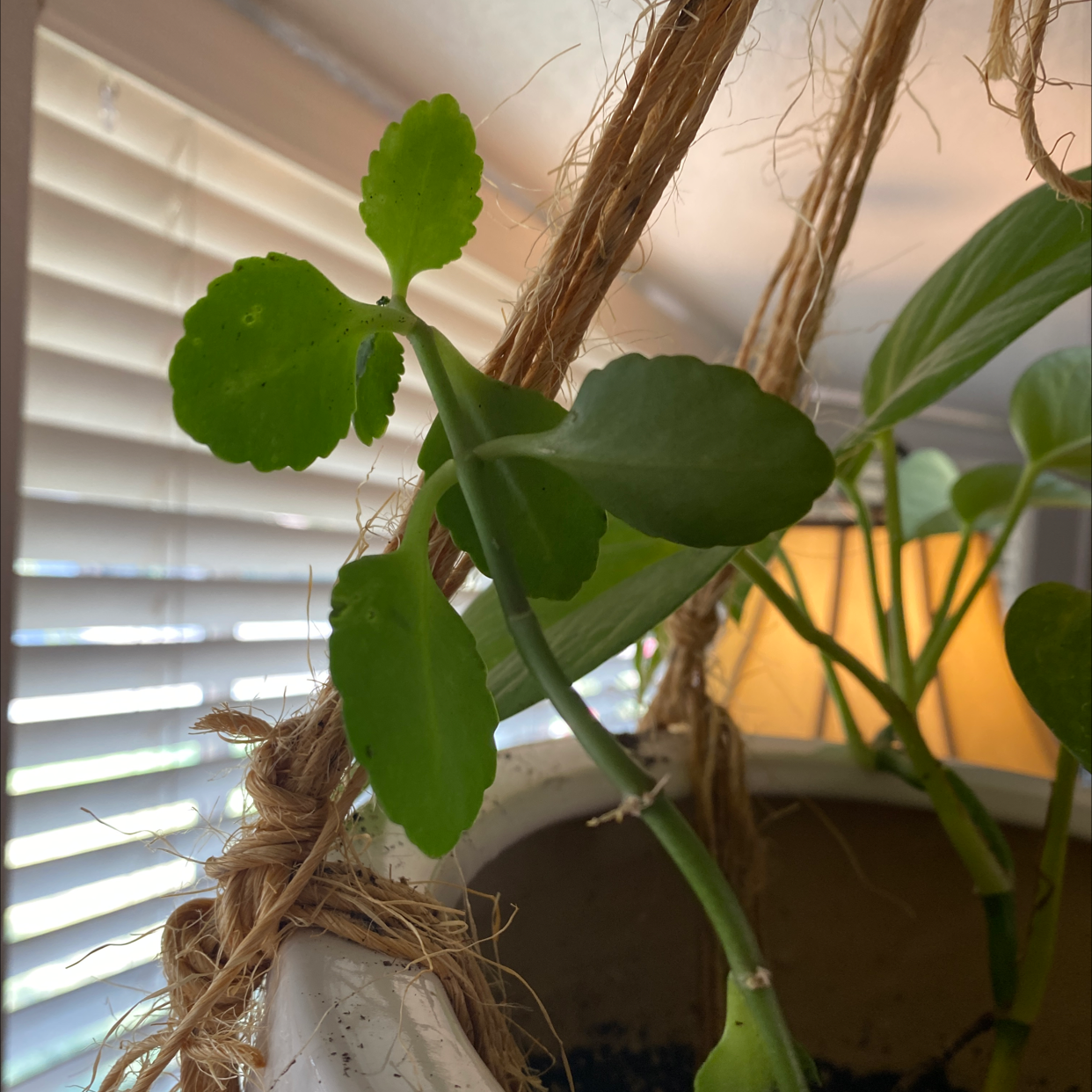 Close-up of a potted Cathedral Bells plant with green heart-shaped leaves emerging from tangled dried stems against a blurred indoor background.