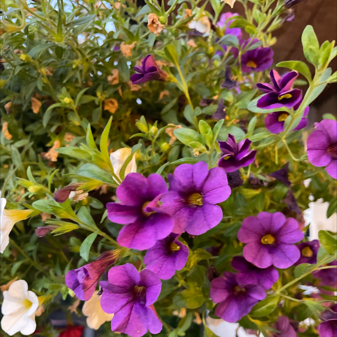 Million Bells plant with vibrant purple and white flowers, appearing healthy.