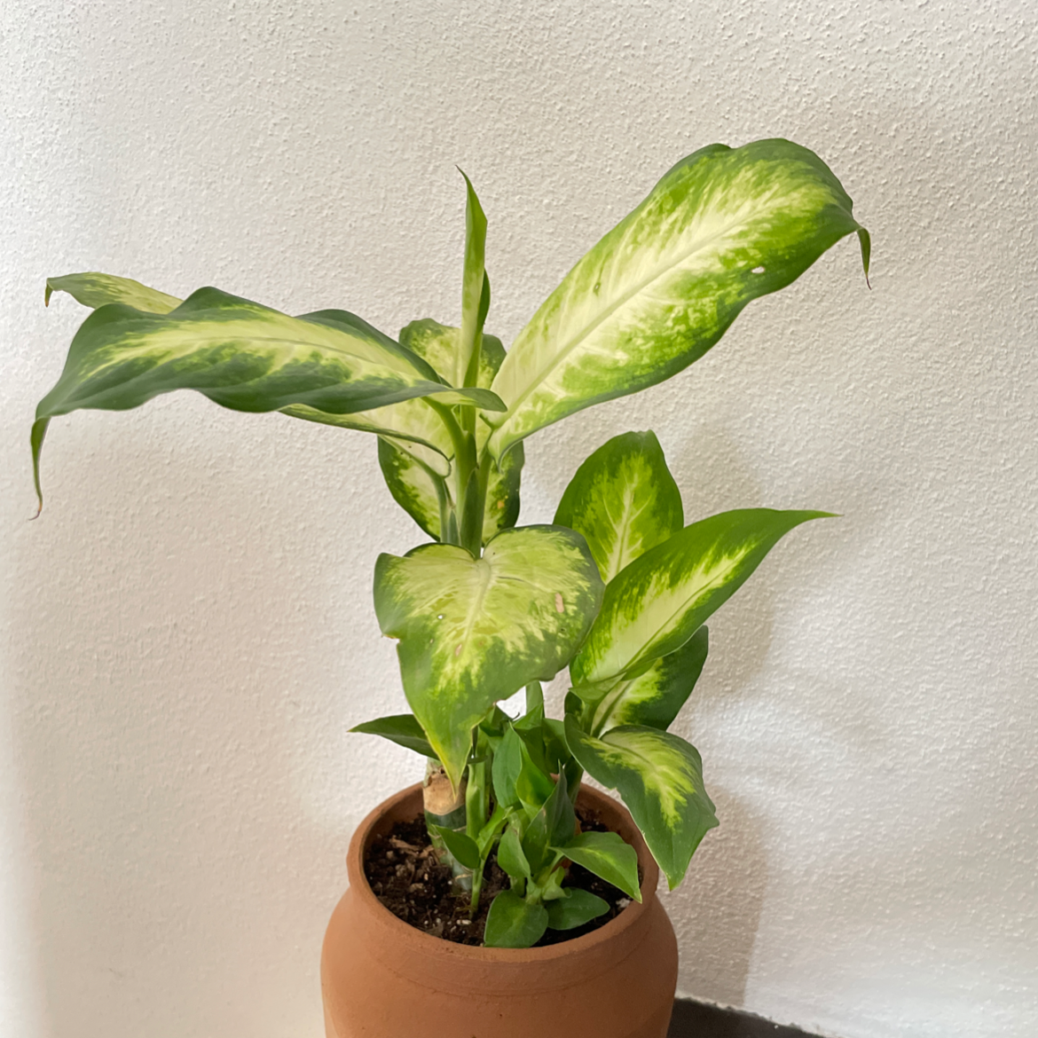 Photo of the plant species Dieffenbachia by Goose named KD on Greg, the plant care app