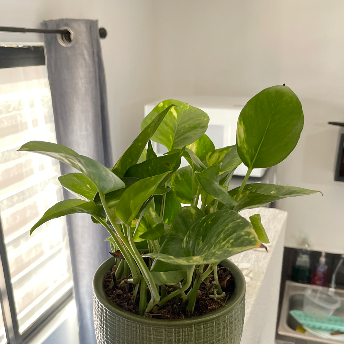 Taro Vine plant photo by Goose named Kobe on Greg, the plant care app.