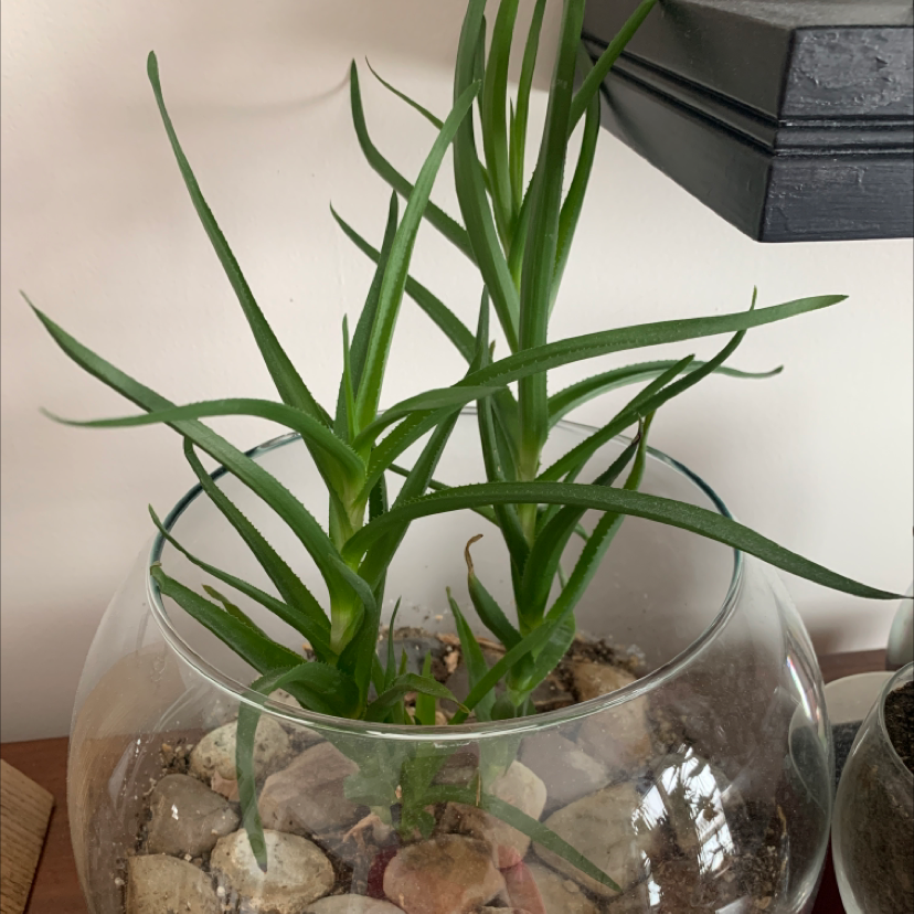 Photo of the plant species Liatris Spicata by @whitney_hj named Farkle on Greg, the plant care app