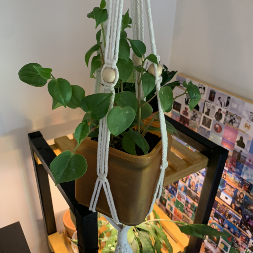 Healthy vining Peperomia plant with green heart-shaped leaves in a gold hanging planter against a white wall with colorful art.