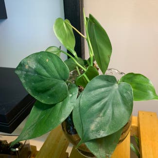 Heartleaf Philodendron plant in Tiffin, Ohio