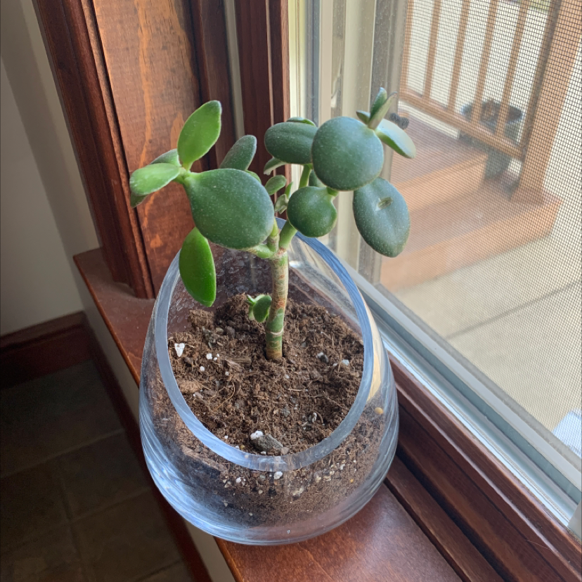 Lucky Plant plant photo by @whitney_hj named Jameson Alfred on Greg, the plant care app.